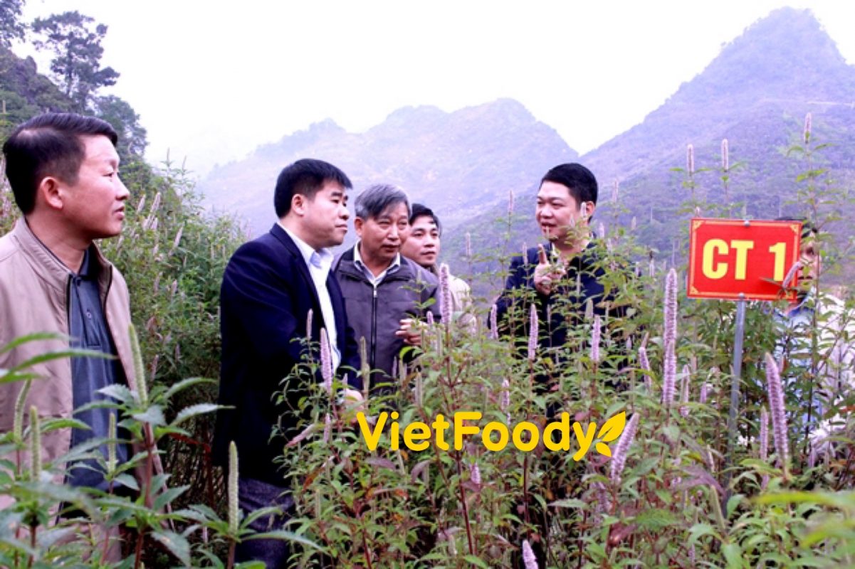 Vùng nguyên liệu hoa bạc hà đạt tiêu chuẩn VIETGAP của bộ nông nghiệp.
